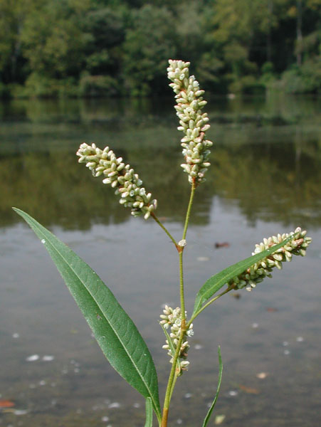 Dock-leaf Smartweed