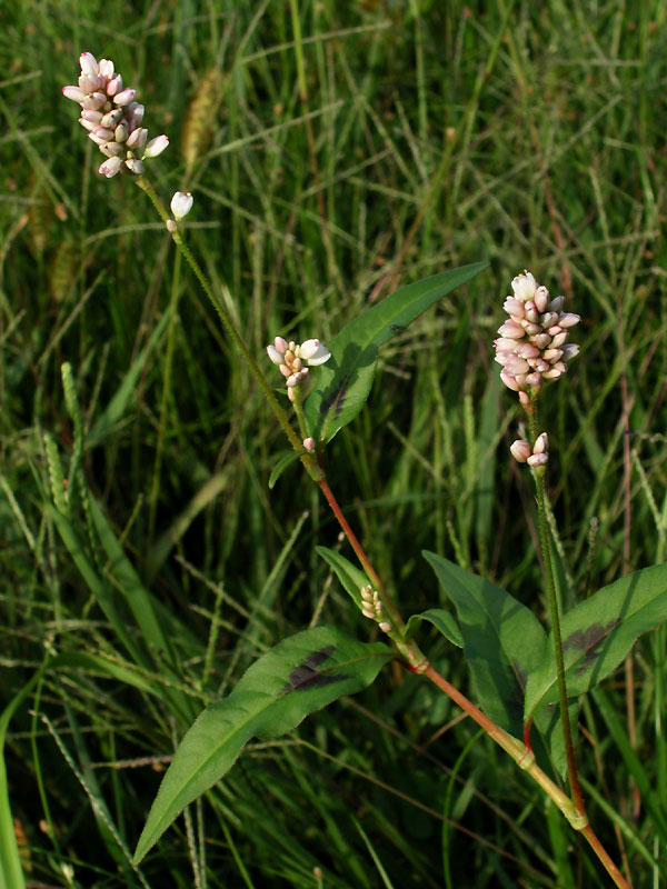 Pennsylvania Smartweed