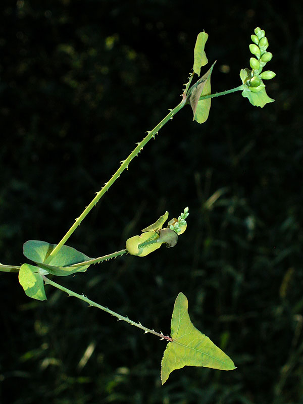 Persicaria perfoliata