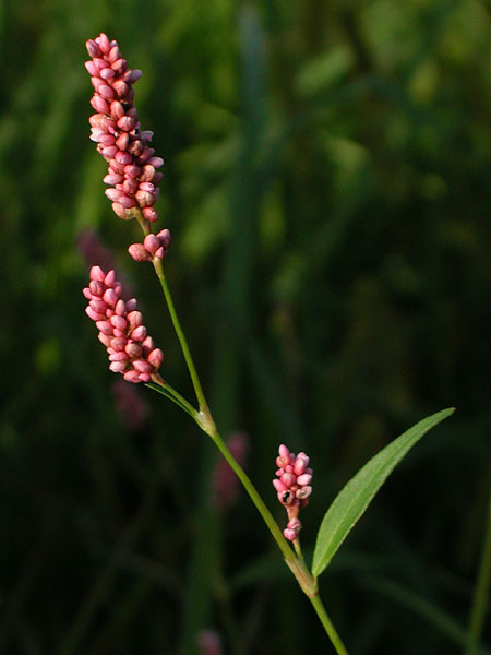 Lady's Thumb Smartweed