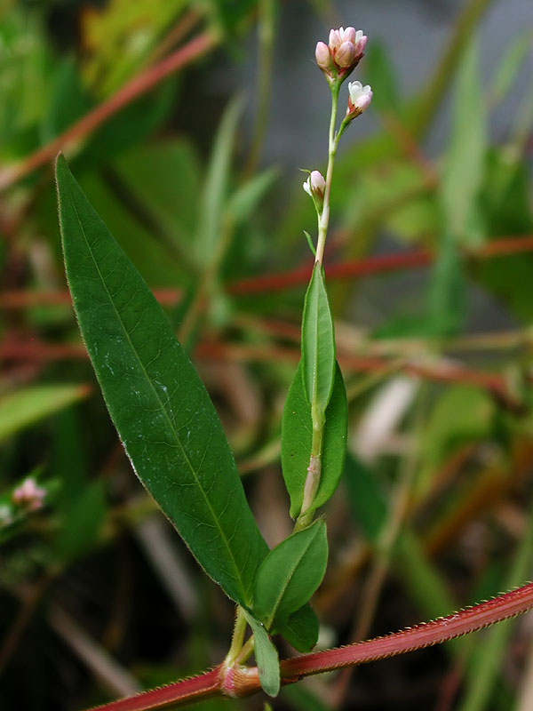 Arrowleaf Tearthumb