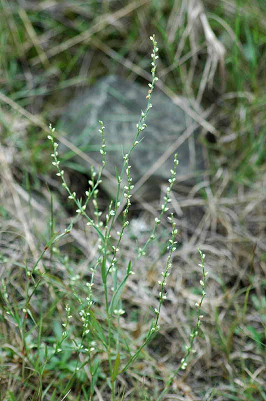 Slender Knotweed