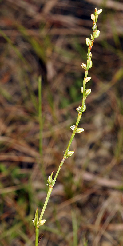 Polygonum tenue