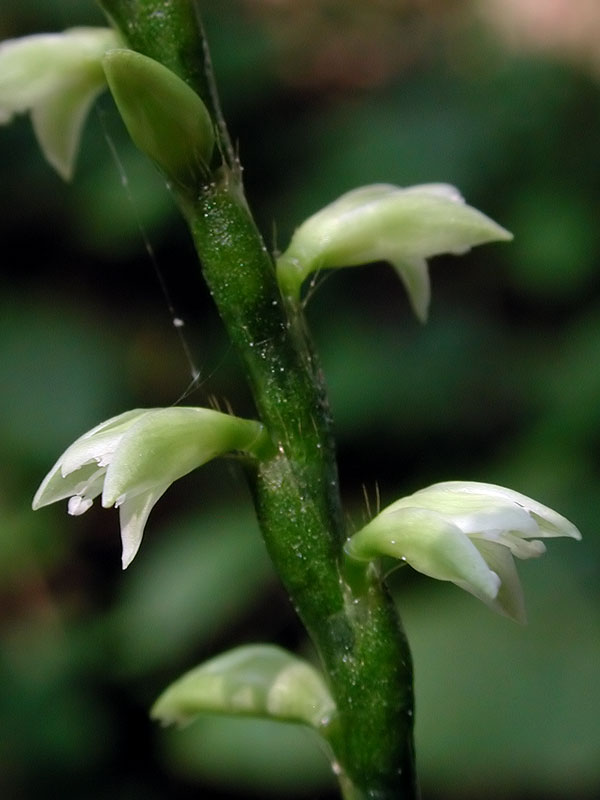 Persicaria virginiana