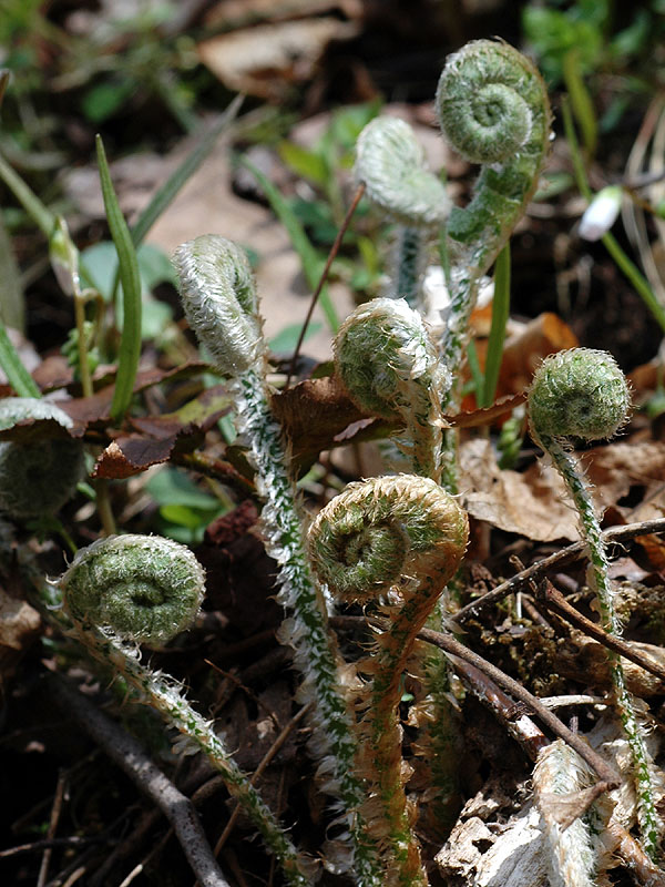 Polystichum acrostichoides