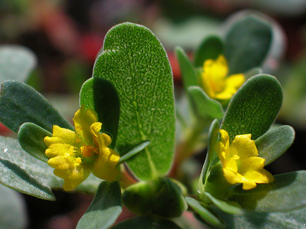 Portulaca oleracea