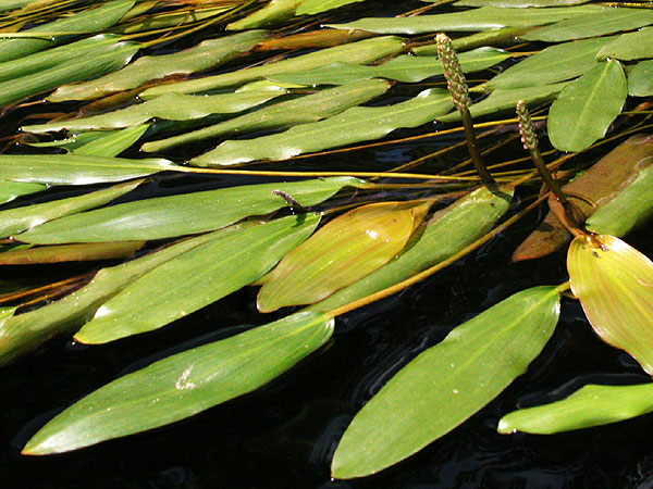 Potamogeton nodosus