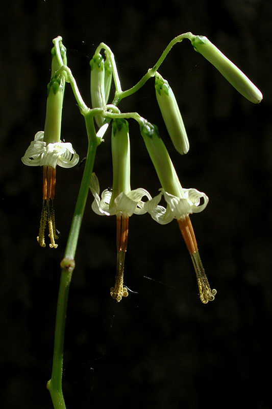 Tall Rattlesnake-root