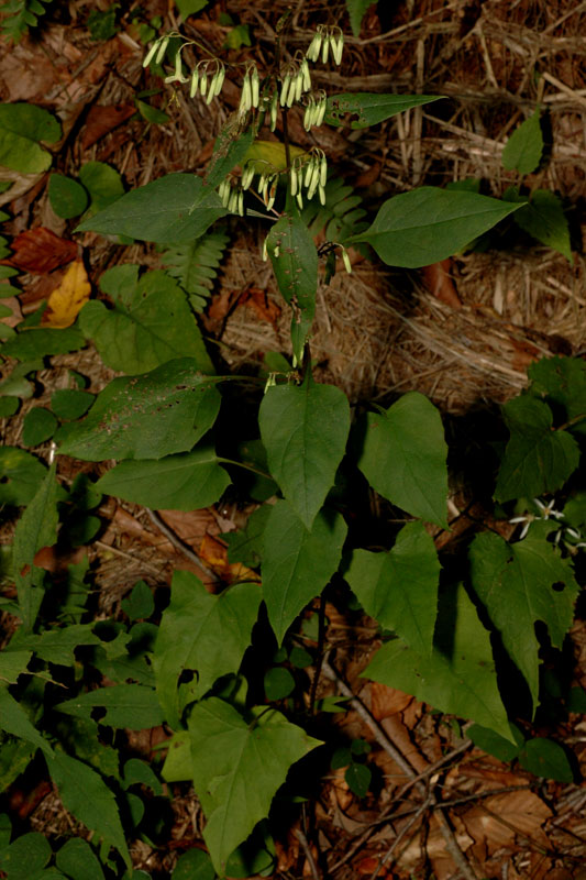 Tall Rattlesnake-root