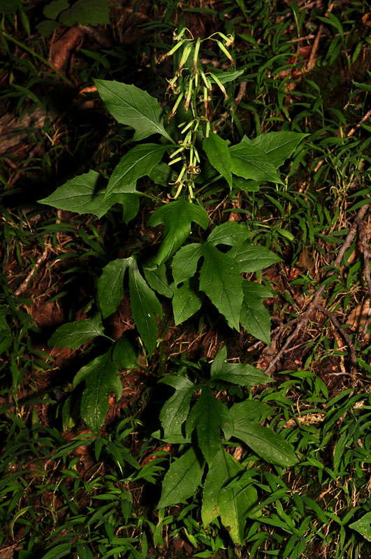 Tall Rattlesnake-root