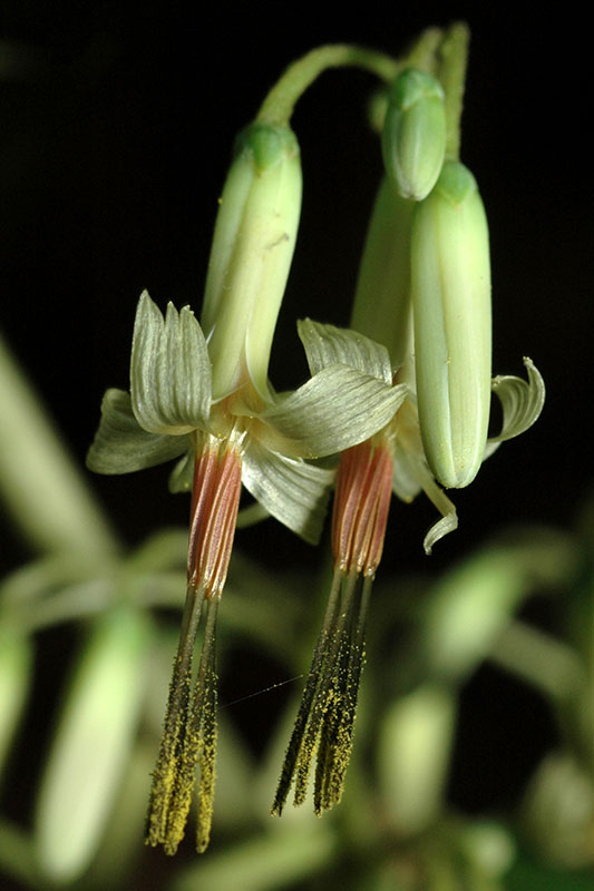 Tall Rattlesnake-root