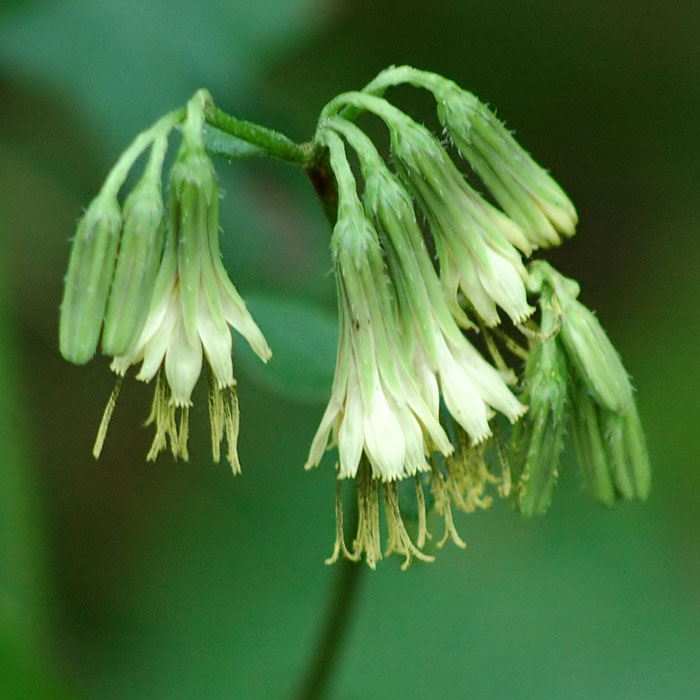 Lion's-foot Rattlesnake-root