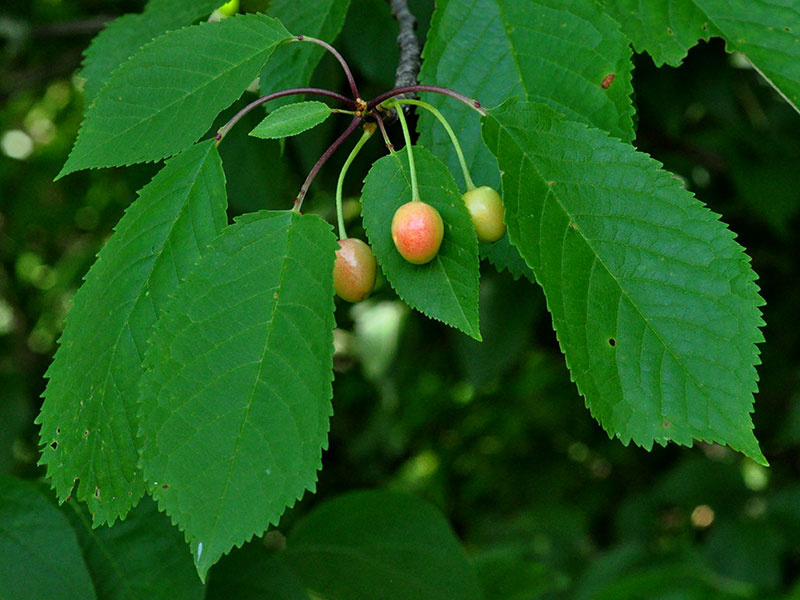 Prunus avium