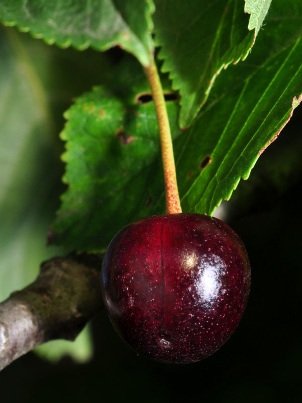 Prunus avium