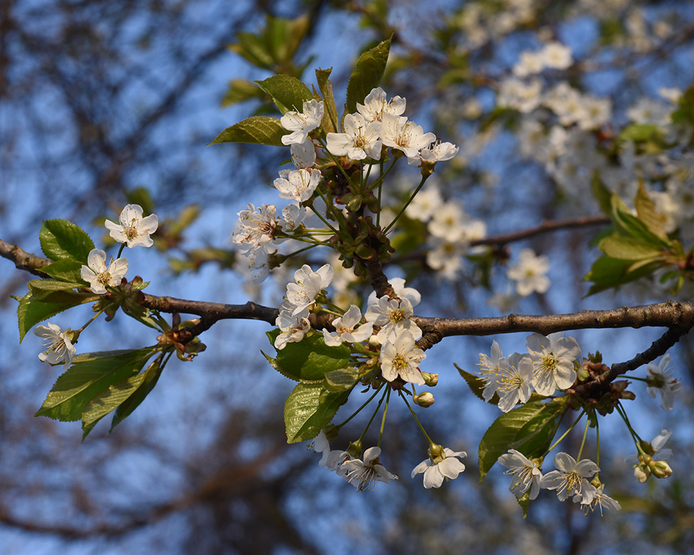 Prunus avium