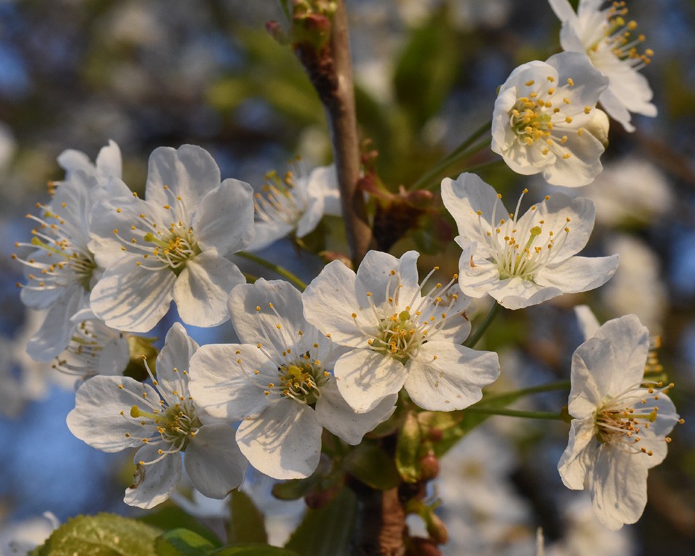 Prunus avium