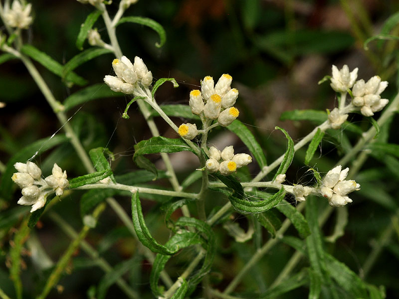 Fragrant Cudweed