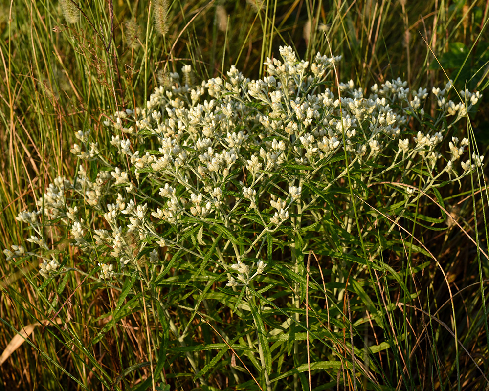 Pseudognaphalium obtusifolium