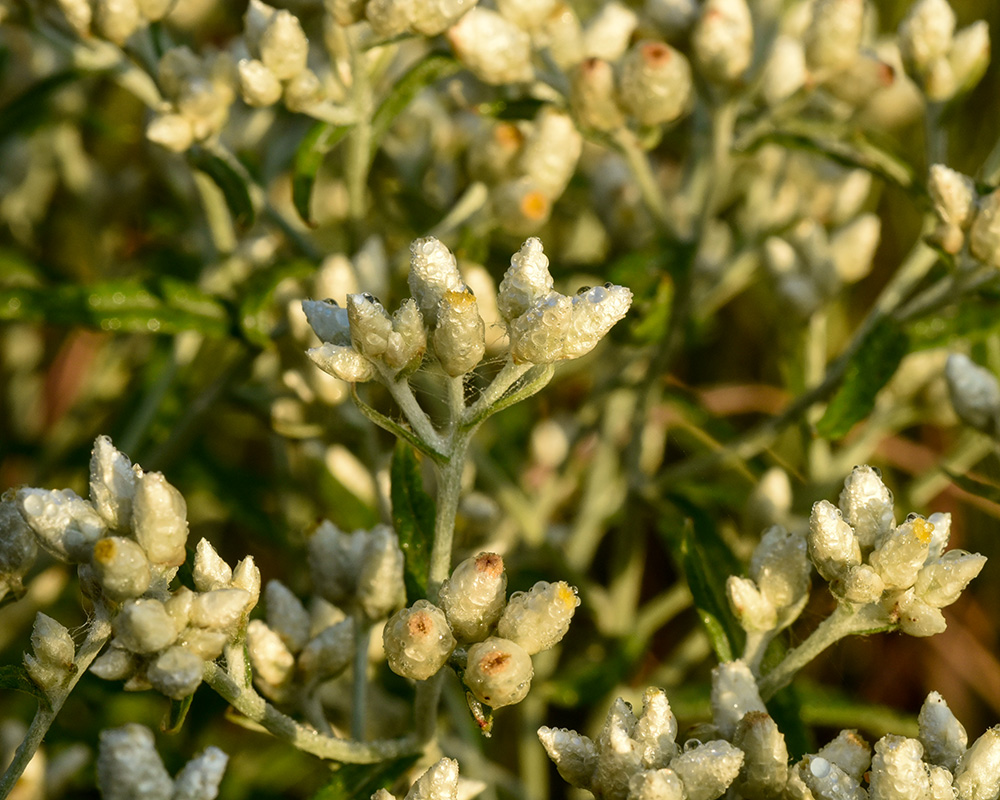 Pseudognaphalium obtusifolium