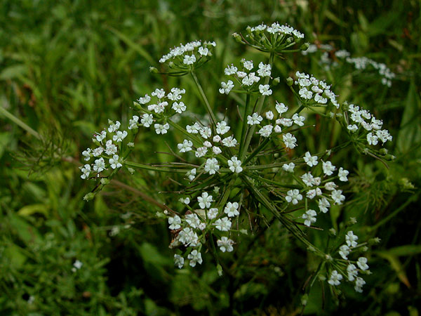 Ptilimnium capillaceum