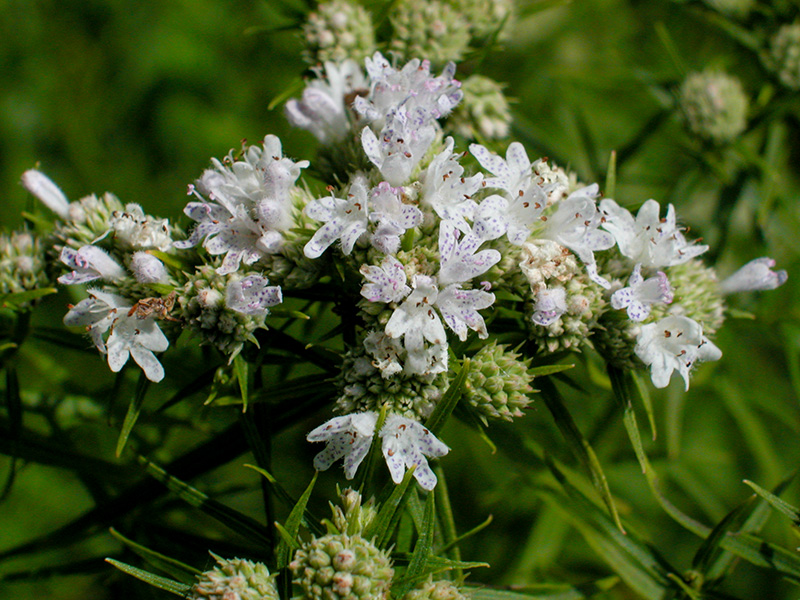 Pycnanthemum tenuifolium