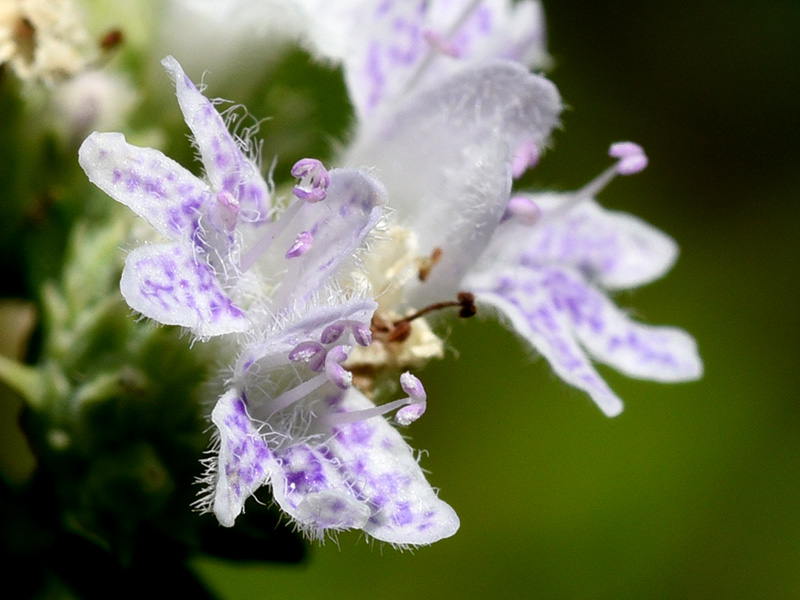 Slender Mountain-mint