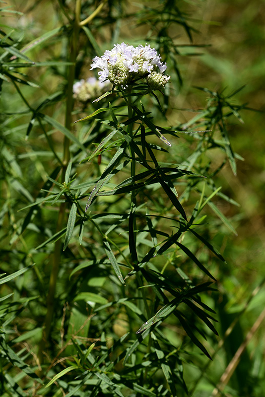 Slender Mountain-mint