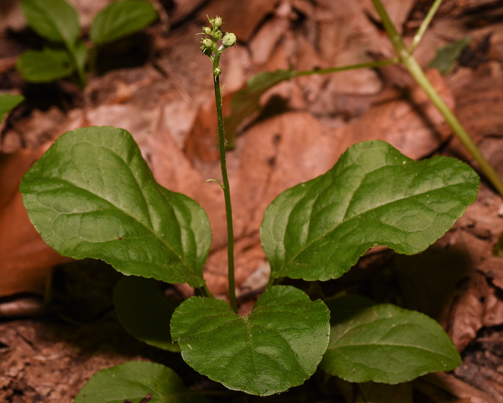 Elliptic Shinleaf