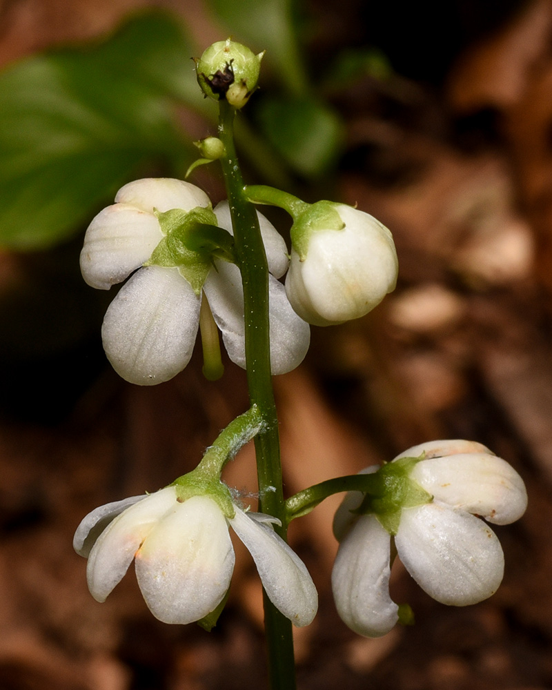 Elliptic Shinleaf