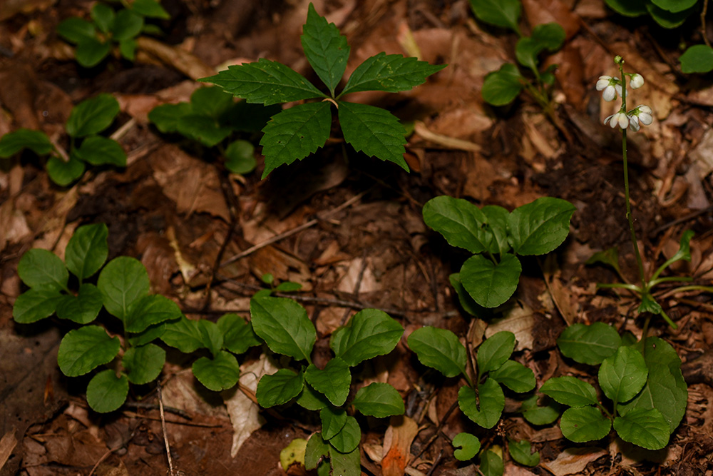 <i>Pyrola elliptica</i>