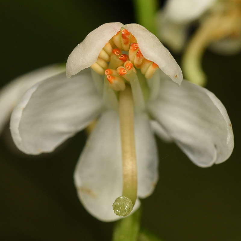 Pyrola elliptica