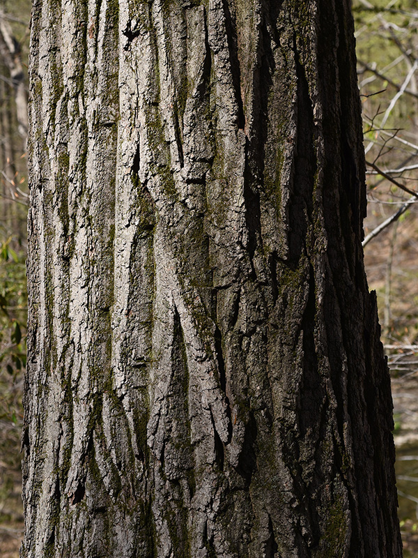 Chestnut Oak