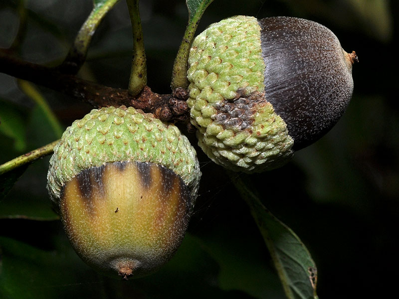 Dwarf Chinquapin Oak