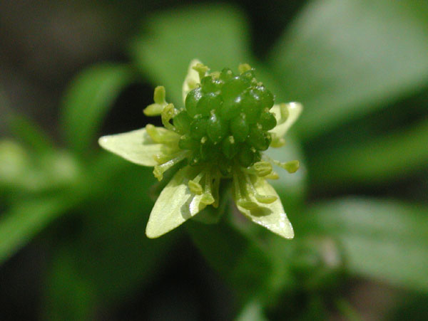 Ranunculus abortivus