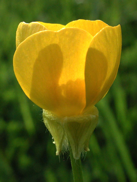 Bulbous Buttercup