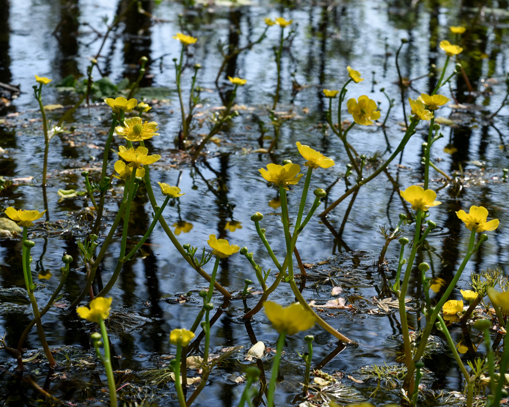 Yellow Water-crowfoot