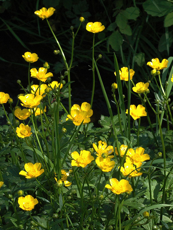 Ranunculus repens