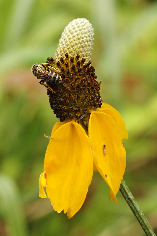 Columnar Prairie Coneflower