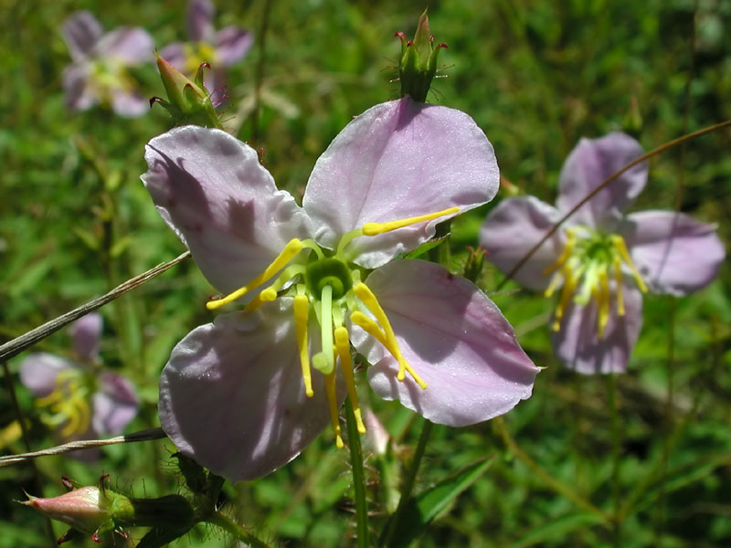 Rhexia mariana var. mariana