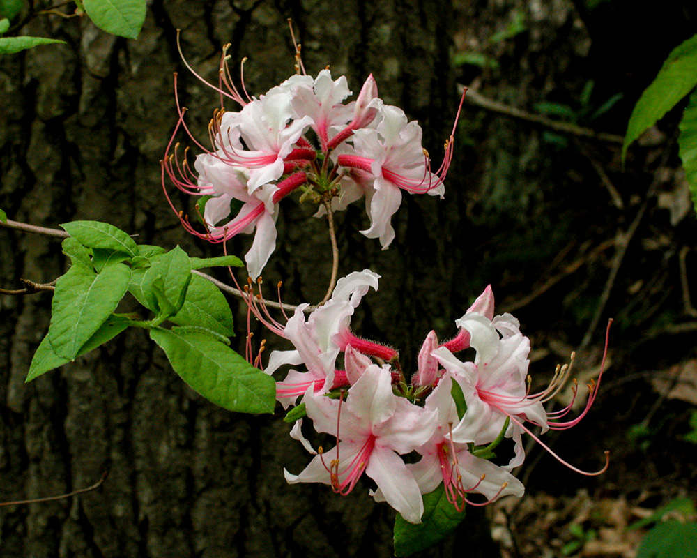 Rhododendron periclymenoides