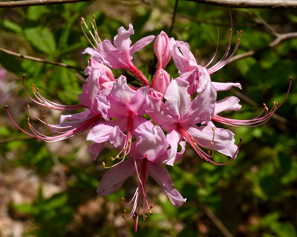 Rhododendron periclymenoides