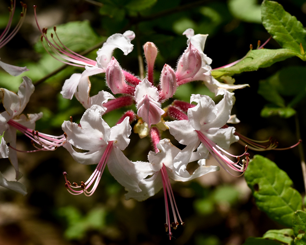 Rhododendron periclymenoides