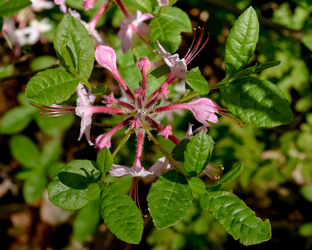 Rhododendron periclymenoides