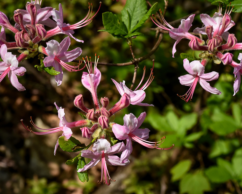 Rhododendron periclymenoides