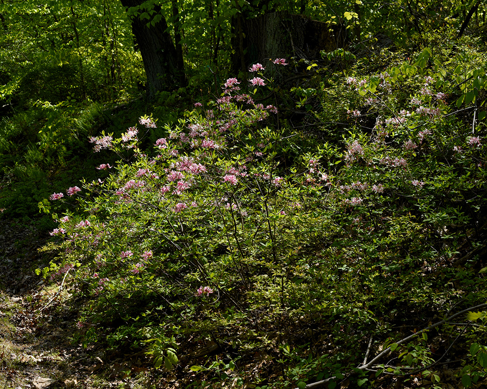 Rhododendron periclymenoides