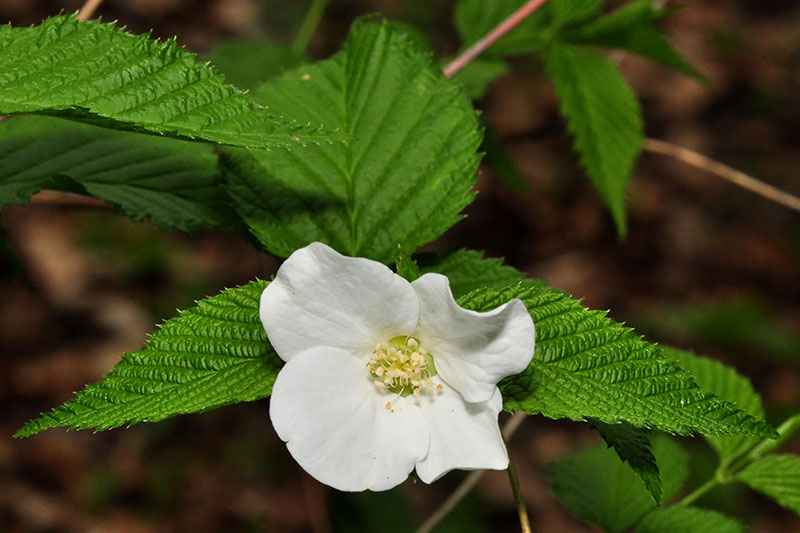 Rhodotypos scandens