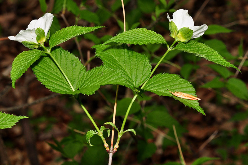 Rhodotypos scandens