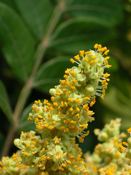 Winged Sumac