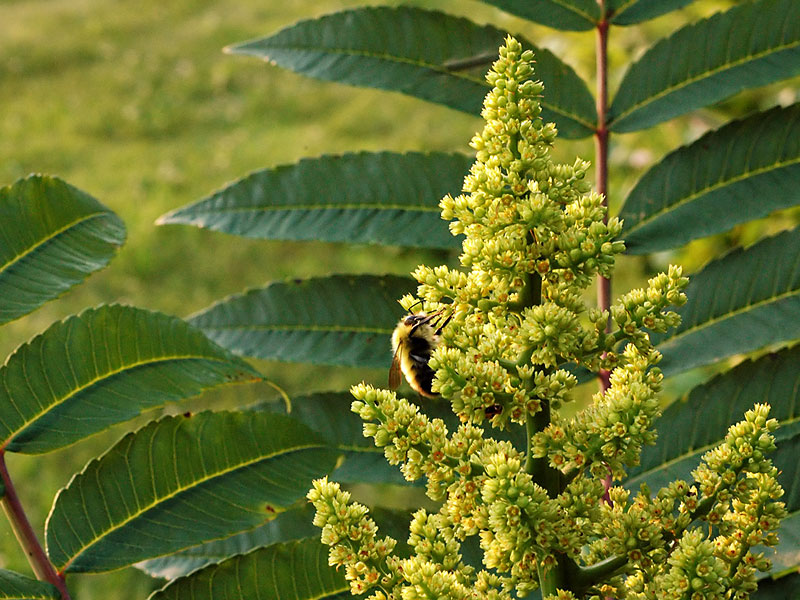 Rhus glabra