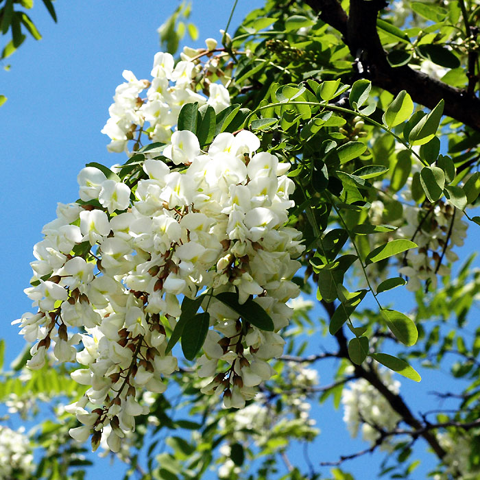 Robinia pseudoacacia